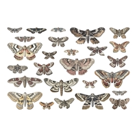 Εικόνα του Tim Holtz Idea-Ology Transparencies Διάφανα Διακοσμητικά - Moths, 26τεμ.