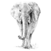 Picture of Royal & Langnickel Sketching Made Easy Kit 9"X12" - Elephant