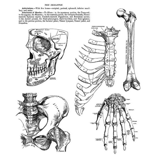 Picture of Stampers Anonymous Tim Holtz Σετ Σφραγίδες 7"X8.5" - Anatomy Chart