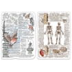 Picture of Ciao Bella Stamping Art Διάφανες Σφραγίδες 4" X 6" - Human & Nature, Sign Of The Times, 2τεμ.