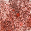 Picture of Creative Expressions Cosmic Shimmer Pixie Burst Χρωστική σε Σκόνη -  Rusty Red, 20ml