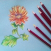Picture of Spectrum Noir ColourBlend Pencils Μολύβια - Essentials
