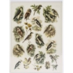 Picture of Dress My Craft Transfer Me Φύλλο Μεταφοράς Εικόνας Α4 - Vintage Birds