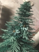 Picture of Tim Holtz Μελάνια Οινοπνεύματος Alloys - Mined