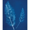 Picture of Jacquard Cyanotype Ferric Ammonium Citrate 473ml - Κιτρικό Αμμώνιο Σιδήρου για Κυανοτυπία