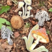 Picture of Elizabeth Craft Designs Μεταλλικές Μήτρες Κοπής - Mystical Mushroom, 4τεμ.