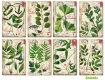 Picture of Decorer Μίνι Συλλογή Χαρτιών Scrapbooking Διπλής Όψης  - Leaves