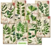 Picture of Decorer Μίνι Συλλογή Χαρτιών Scrapbooking Διπλής Όψης  - Leaves