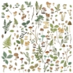Picture of 49 & Market Laser Cut Διακοσμητικά Στοιχεία - Vintage Artistry, Nature Study, Mushrooms & Foliage, 141τεμ.