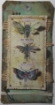 Picture of Sizzix Framelits Dies By Tim Holtz Μήτρες Κοπής - Entomology, 14τεμ.