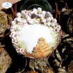 Picture of Elizabeth Craft Designs Μεταλλικές Μήτρες Κοπής Seasonal Classics - Pine Cones, 6τεμ.