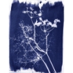 Picture of Jacquard Cyanotype Sun Printing Process Kit - Κιτ Κυανοτυπίας
