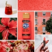Picture of Deco Art Americana Ακρυλικό Χρώμα 59ml -  Teaberry