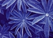 Picture of Jacquard SolarFast Dye Χρώμα Ηλιοτυπίας - Μπλε (Blue)