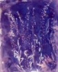 Picture of Jacquard SolarFast Dye Χρώμα Ηλιοτυπίας - Μωβ (Purple)