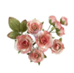 Picture of Prima Marketing Χάρτινα Λουλούδια – Homegrown Collection, Garden Rose Blush, 10τεμ.