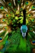 Picture of ARA Artists Acrylics | Ακρυλικά Χρώματα Υψηλής Χρωστικής για Μεικτές Τεχνικές